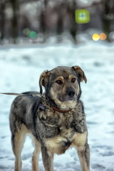 Braun Mit Grauem Mischlingshund Winter Auf Schnee — Stockfoto