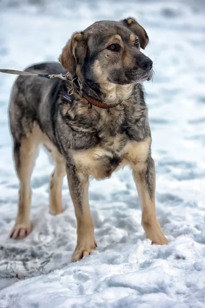 Brown Gray Mongrel Dog Winter Snow — Stock Photo, Image