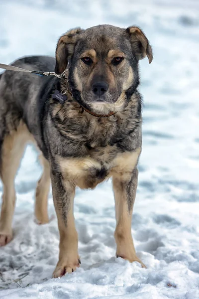 Brun Med Grå Mongrel Hund Vinter Snö — Stockfoto