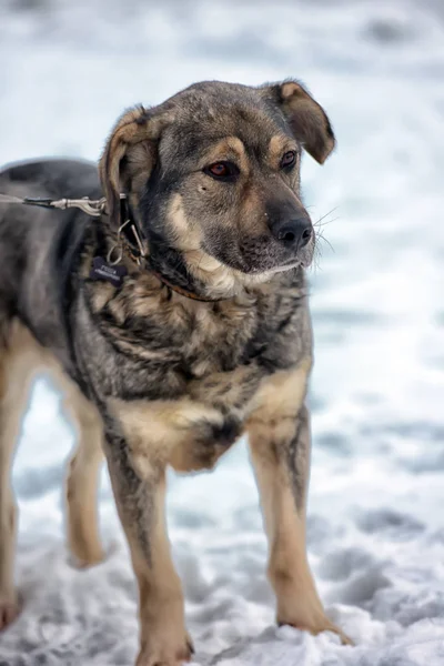 Marrone Con Cane Bastardo Grigio Inverno Sulla Neve — Foto Stock