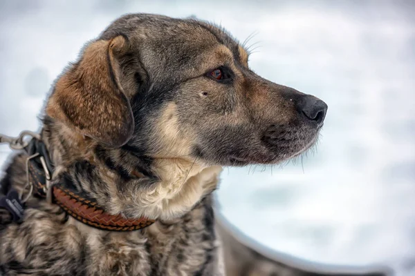 Marrón Con Perro Mestizo Gris Invierno Nieve —  Fotos de Stock