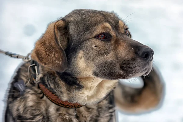 Braun mit grauem Mischlingshund im Winter auf Schnee — Stockfoto