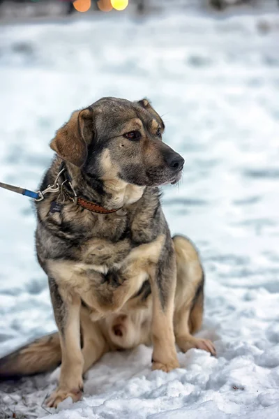 Brown Ile Gri Melez Köpek Kışın Karda — Stok fotoğraf