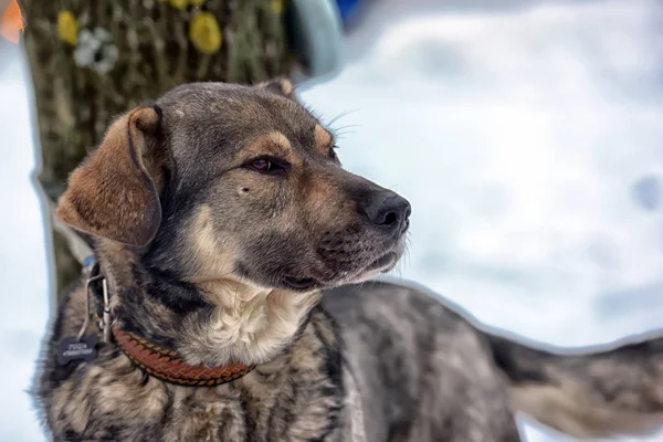 Castanho Com Cão Rafeiro Cinza Inverno Neve — Fotografia de Stock