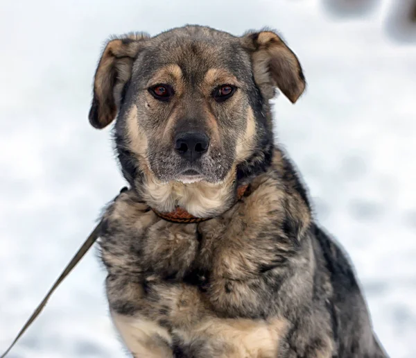 Marrón Con Perro Mestizo Gris Invierno Nieve — Foto de Stock