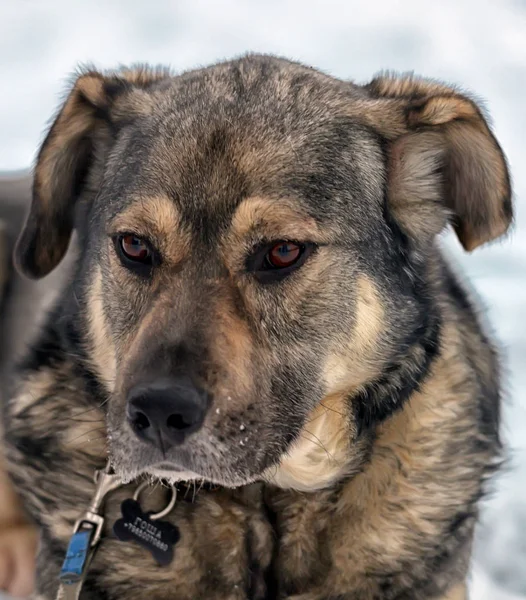 Braun Mit Grauem Mischlingshund Winter Auf Schnee — Stockfoto