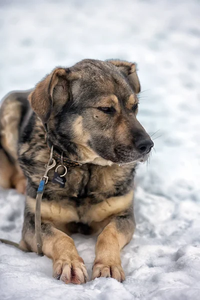 Brown Ile Gri Melez Köpek Kışın Karda — Stok fotoğraf