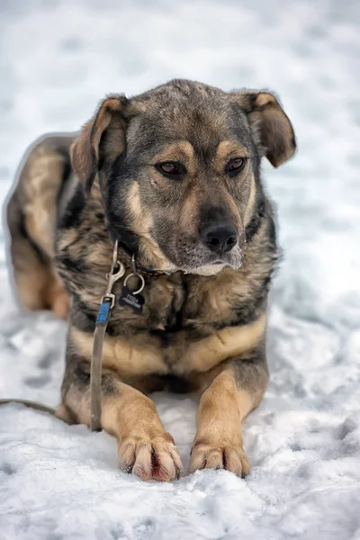 Marrón Con Perro Mestizo Gris Invierno Nieve —  Fotos de Stock