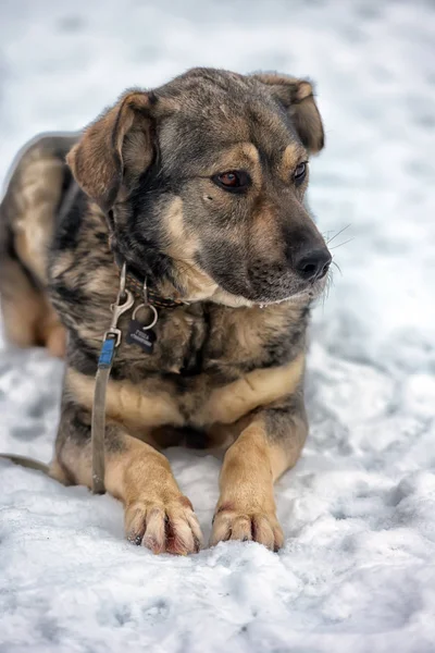 Brown Ile Gri Melez Köpek Kışın Karda — Stok fotoğraf