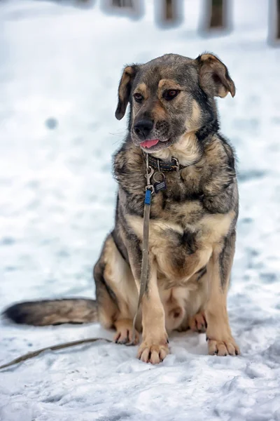 Braun Mit Grauem Mischlingshund Winter Auf Schnee — Stockfoto