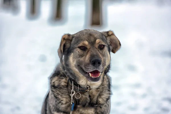 Καφέ Γκρι Μιγάς Σκύλου Χειμώνα Στο Χιόνι — Φωτογραφία Αρχείου