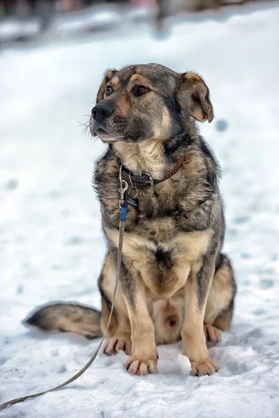 Braun Mit Grauem Mischlingshund Winter Auf Schnee — Stockfoto