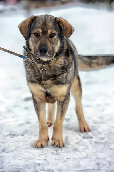Brown with gray mongrel dog in winter on snow — Stock Photo, Image