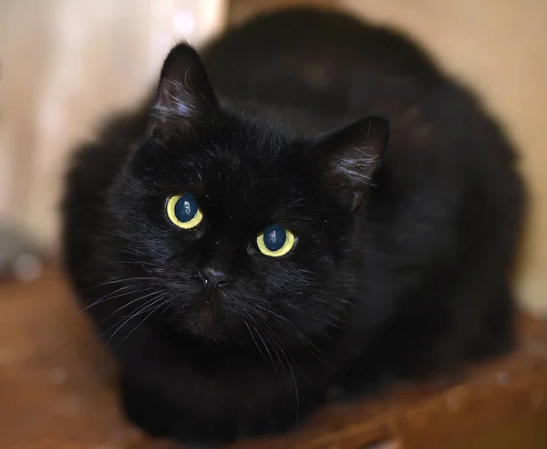 Бомбейская Кошка Месяцев Сидячая — стоковое фото