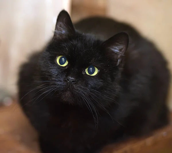 Бомбейская Кошка Месяцев Сидячая — стоковое фото