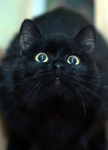 Bombay Cat Months Old Sitting — Stock Photo, Image