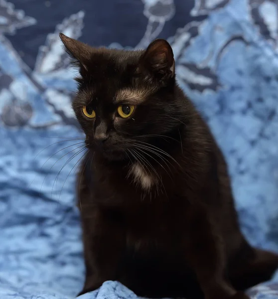 Gato Negro Sobre Fondo Azul — Foto de Stock