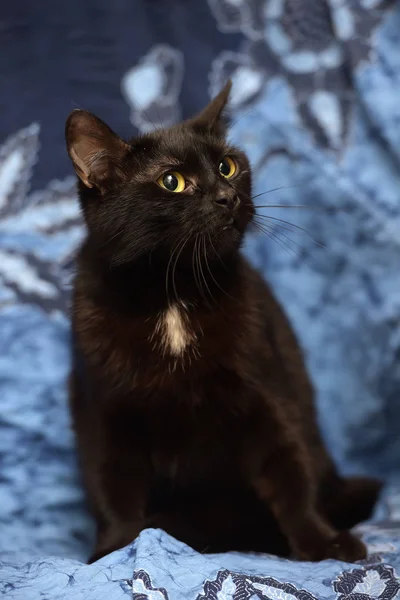 Чорний Кіт Синьому Фоні — стокове фото
