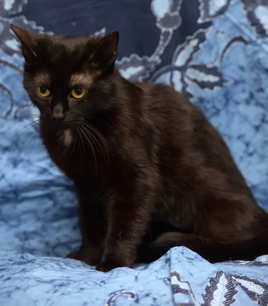 Černá Kočka Modrém Pozadí — Stock fotografie