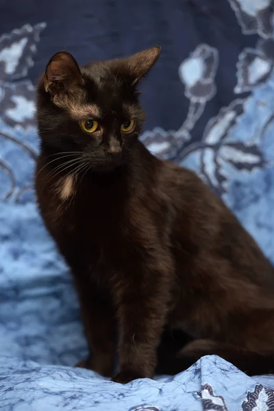 蓝底黑猫 — 图库照片