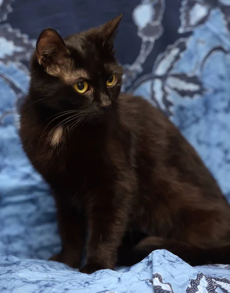 Черный Кот Синем Фоне — стоковое фото