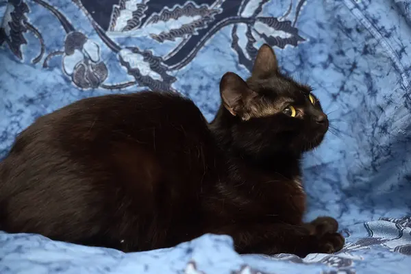 Černá Kočka Modrém Pozadí — Stock fotografie