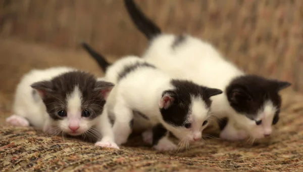 Drie kleine zwart witte kitten — Stockfoto