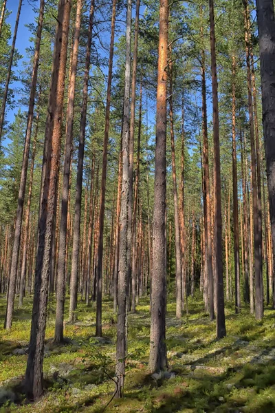 Tallskog på sommaren — Stockfoto