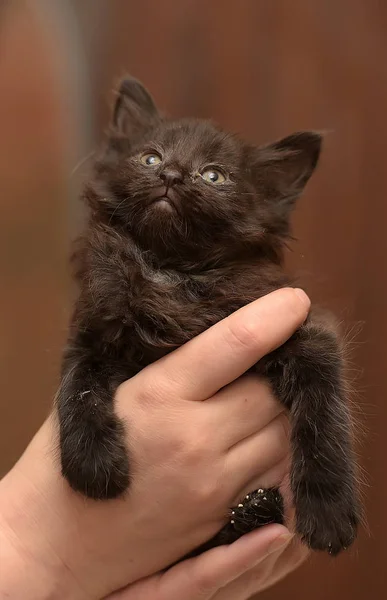 Mãos femininas segurando um gatinho preto — Fotografia de Stock