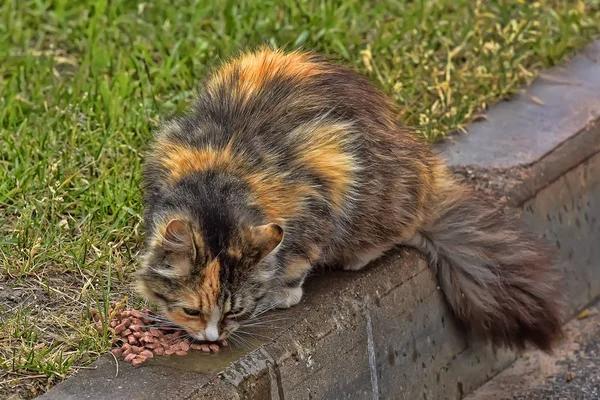 Vackra fluffiga tricolor ströva katt äter på gatan. — Stockfoto