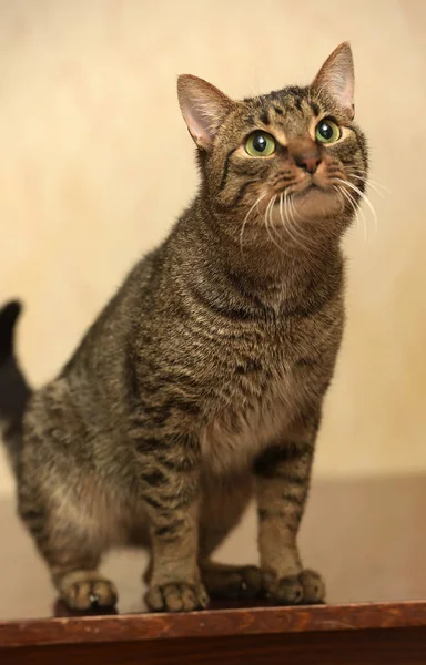 European short-haired tabby cat with green eyes — Stock Photo, Image