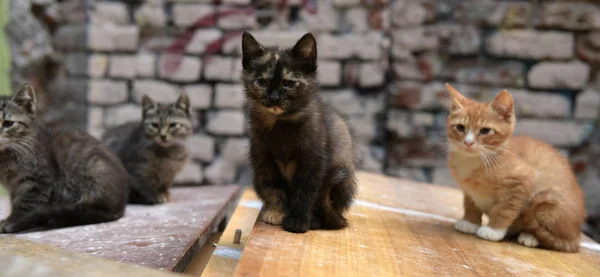 无家可归的小猫在街上 — 图库照片