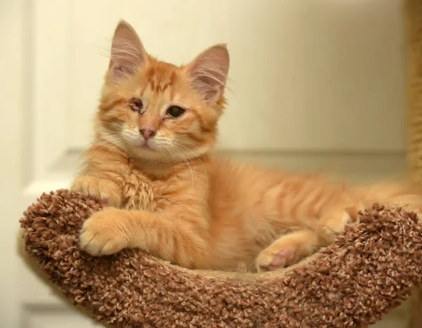 Gengibre Gatinho Olho — Fotografia de Stock