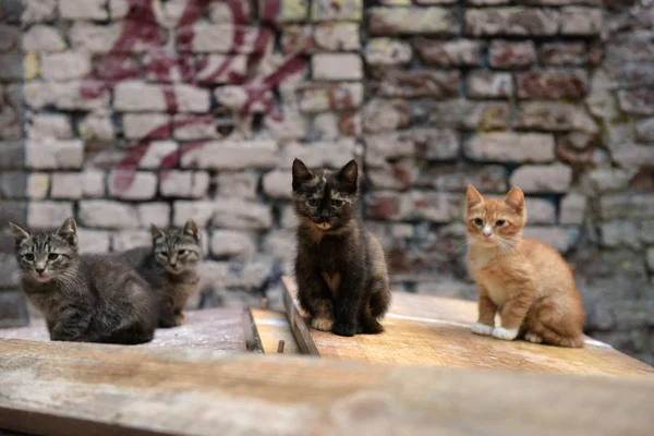 Gatitos Sin Hogar Calle —  Fotos de Stock