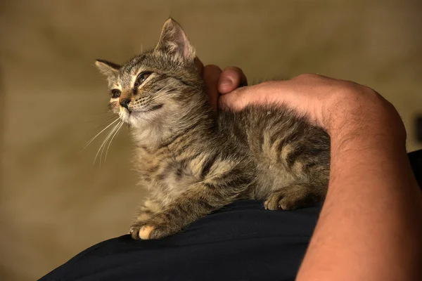 Pouco Bonito Gatinho Listrado Nas Mãos Homem — Fotografia de Stock