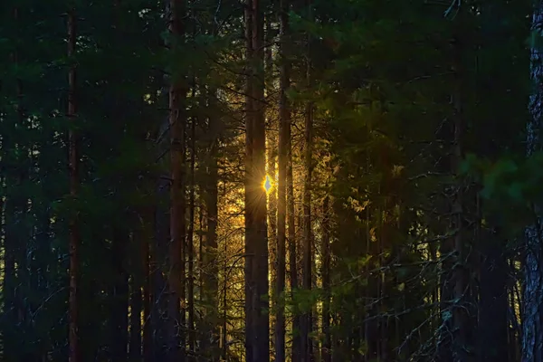 Rays Sun Spruce Branches Dawn Forest — Stock Photo, Image