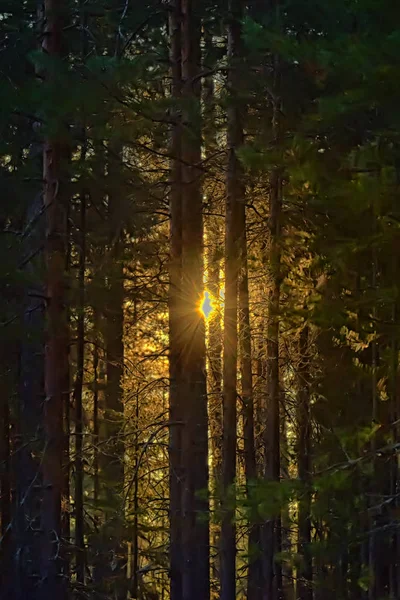 Raios do sol através dos ramos de abeto ao amanhecer nos inimigos — Fotografia de Stock