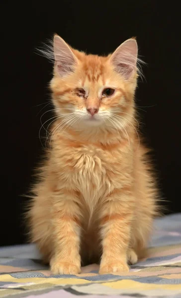 Рыжий Одноглазый Котёнок — стоковое фото
