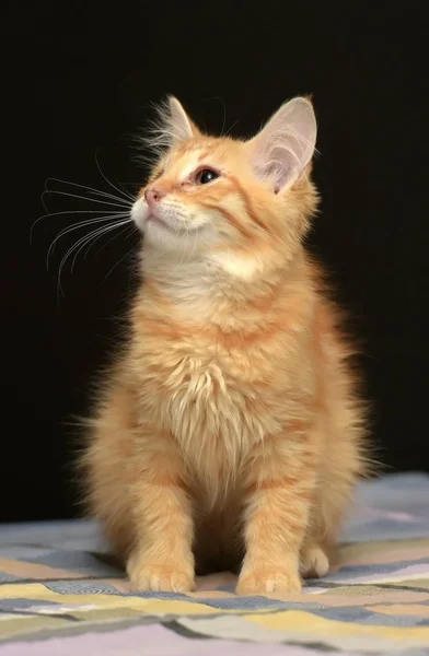 Ginger Jednookého Kotě — Stock fotografie