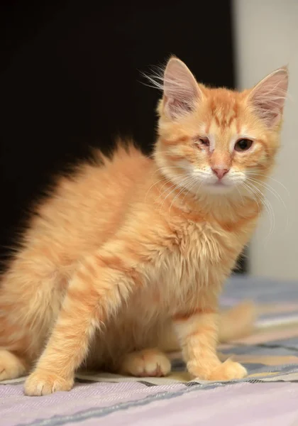 Gengibre Gatinho Olho — Fotografia de Stock