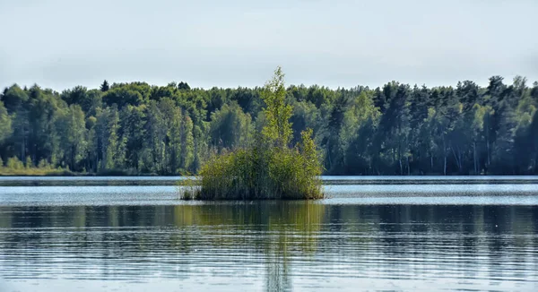 Пейзаж с деревьями, отражающимися в воде — стоковое фото