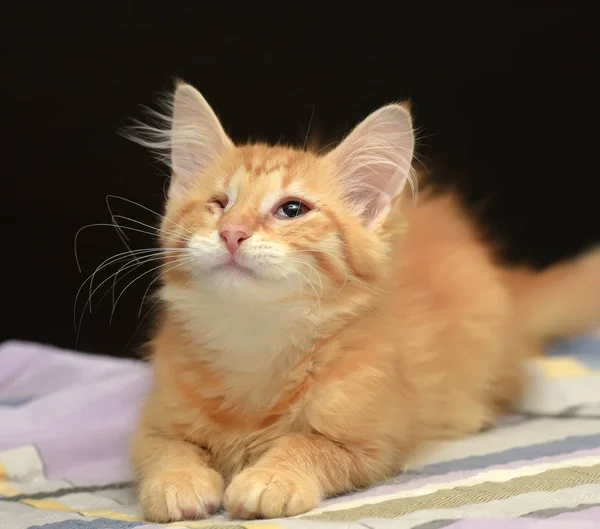 Gengibre Gatinho Olho — Fotografia de Stock