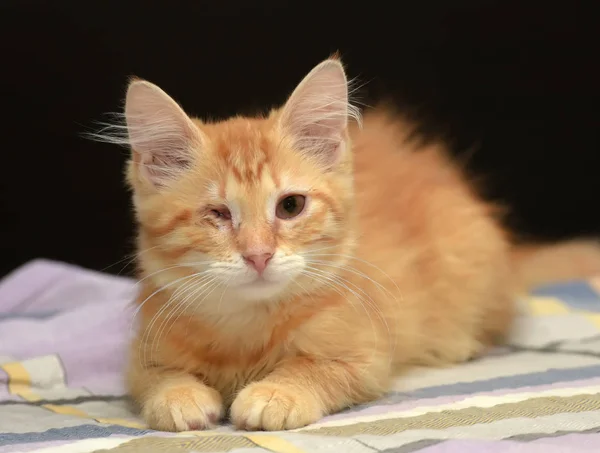 Tek Gözlü Yavru Kedi Zencefil — Stok fotoğraf