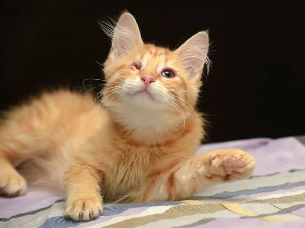 Tek gözlü yavru kedi zencefil. — Stok fotoğraf