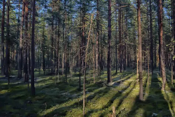 Tallskog på sommaren — Stockfoto