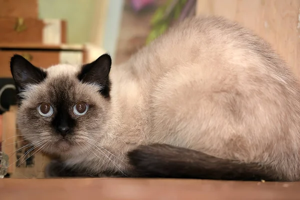 Gato siamês bonito com olhos azuis . — Fotografia de Stock
