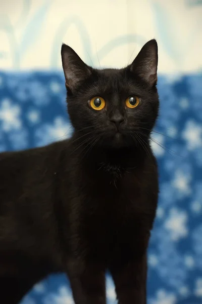 青色の背景に黄色の目を持つ黒い猫 — ストック写真