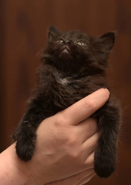 Siyah Yavru Kedi Tutan Eller — Stok fotoğraf