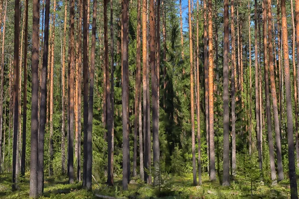 Pijnboombos Zomer — Stockfoto