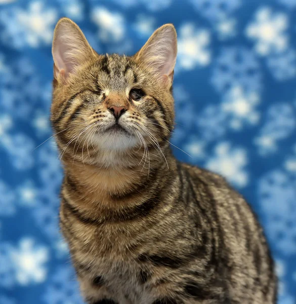 Genç Tek Gözlü Kedi — Stok fotoğraf